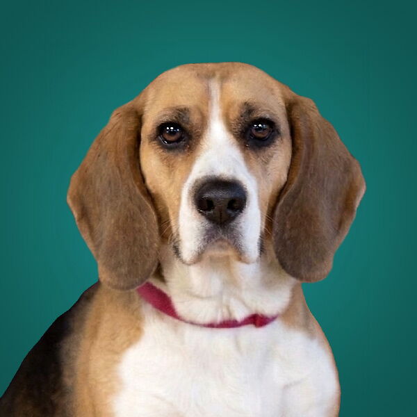 Portrait von Hund Lotti (Beagle)